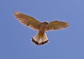 Mauritius kestrel